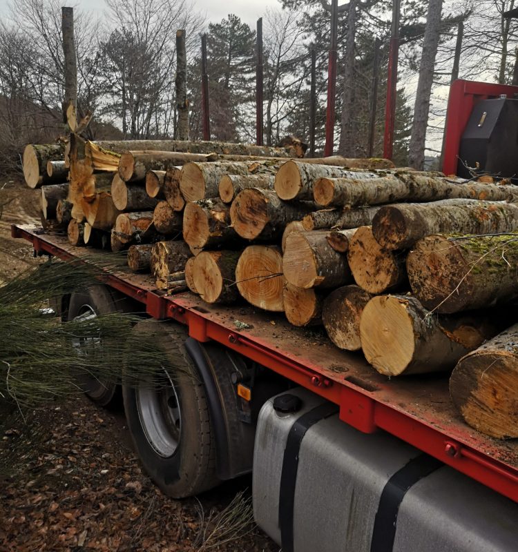 IMG_20250226_085335 (1)